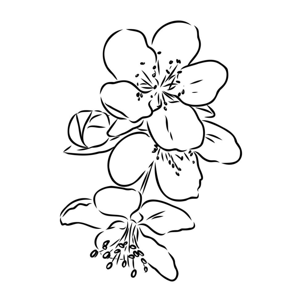 magnolia flower vector sketch