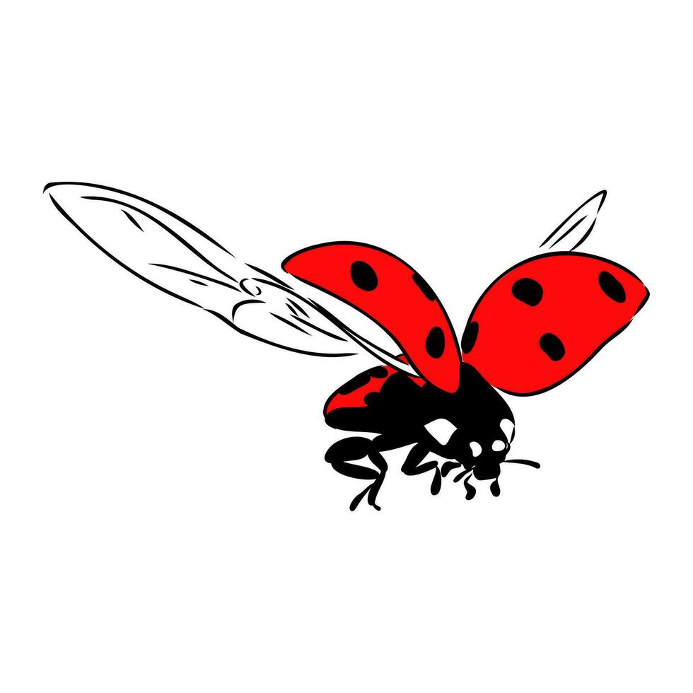 insect ladybug vector sketch