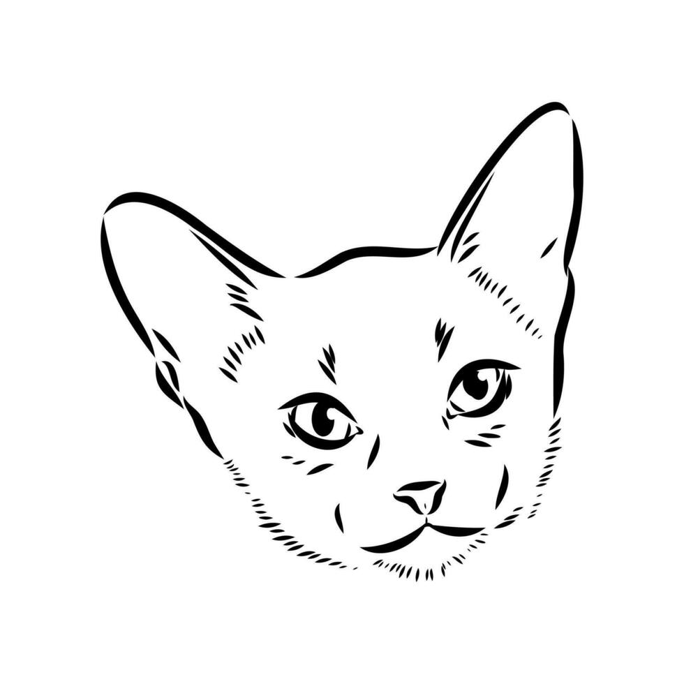 cat vector sketch