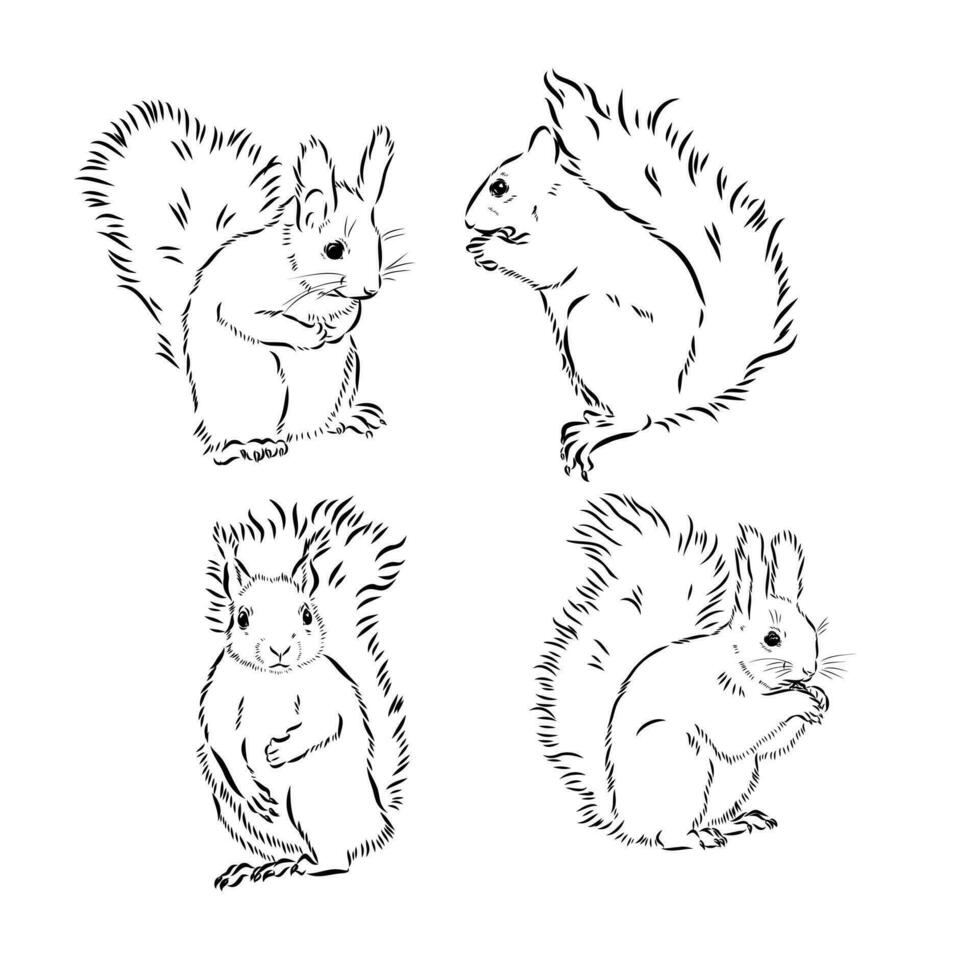 squirrel vector sketch