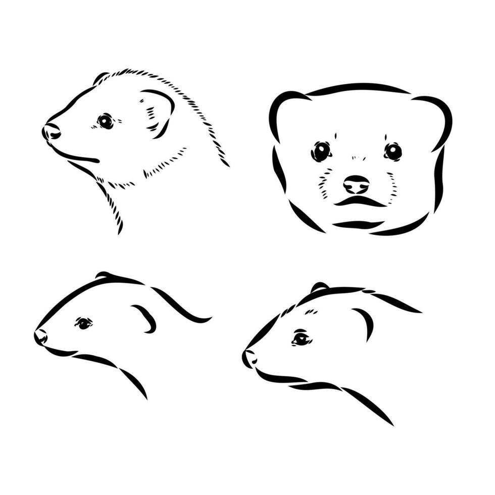 ferret vector sketch