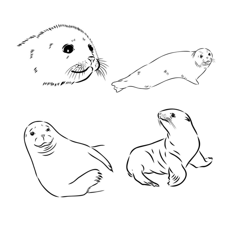 seal vector sketch