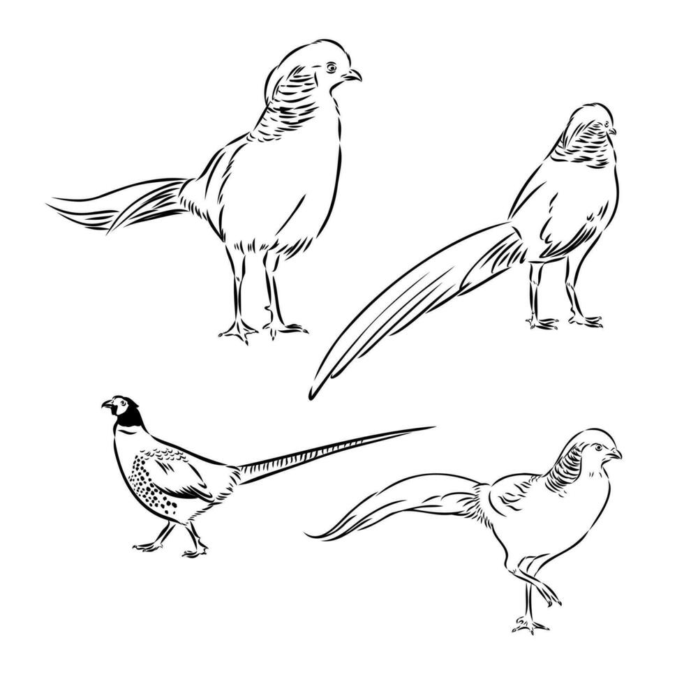 pheasant vector sketch