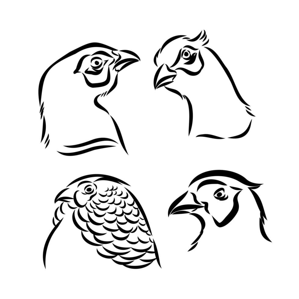 pheasant vector sketch