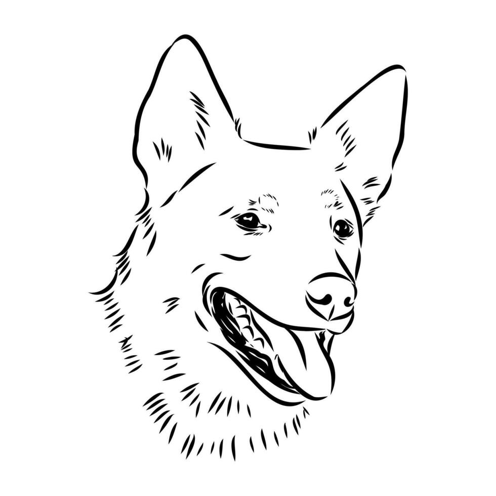 Australian cattle dog vector sketch