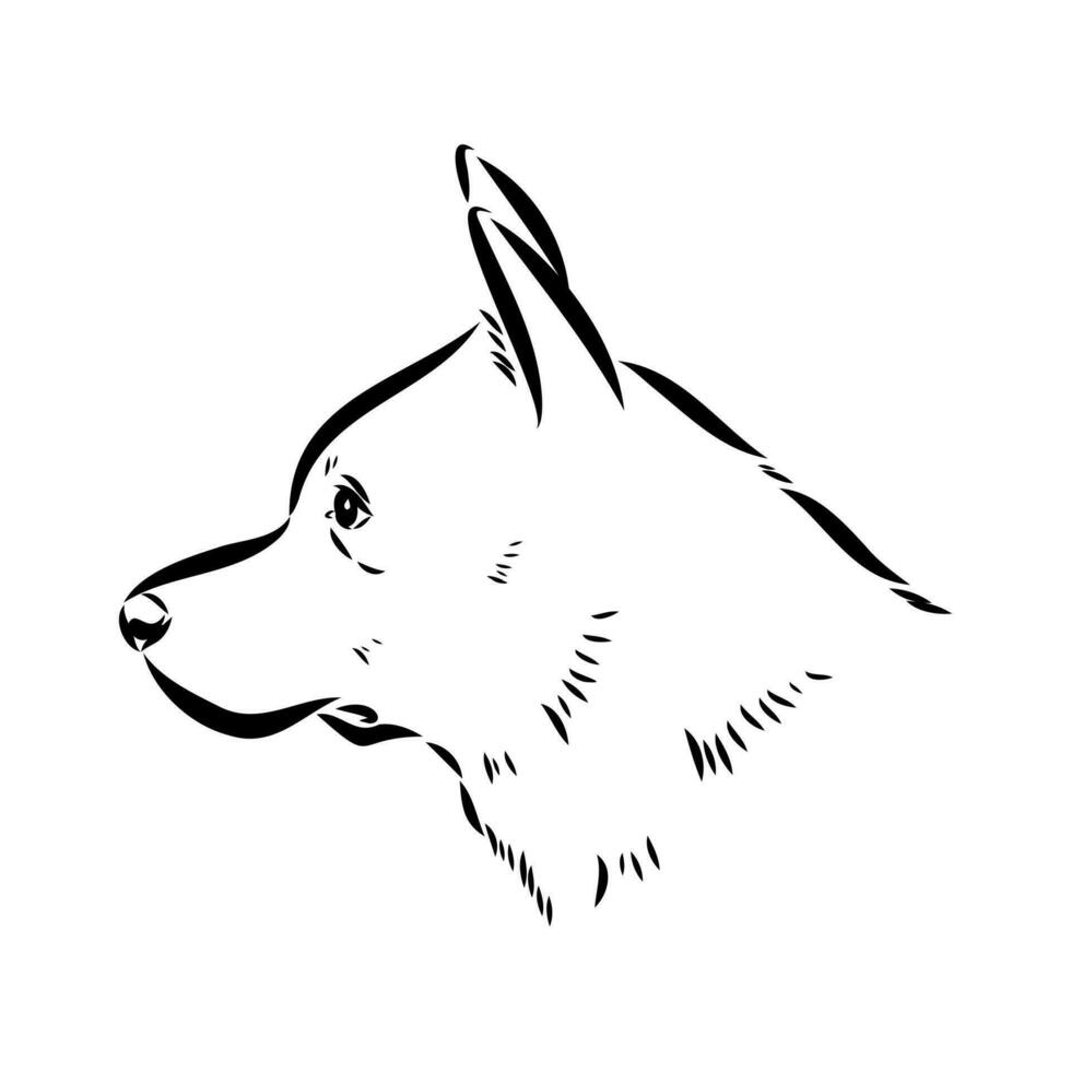 Australian cattle dog vector sketch