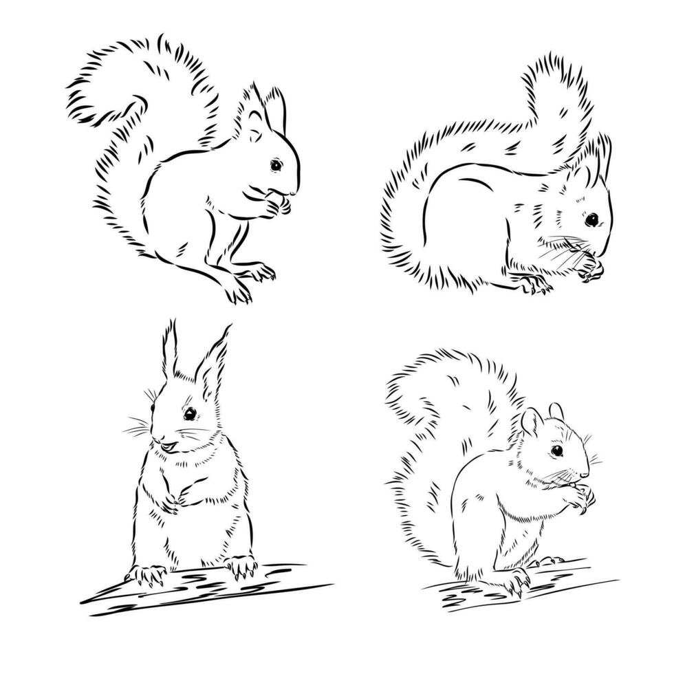 squirrel vector sketch