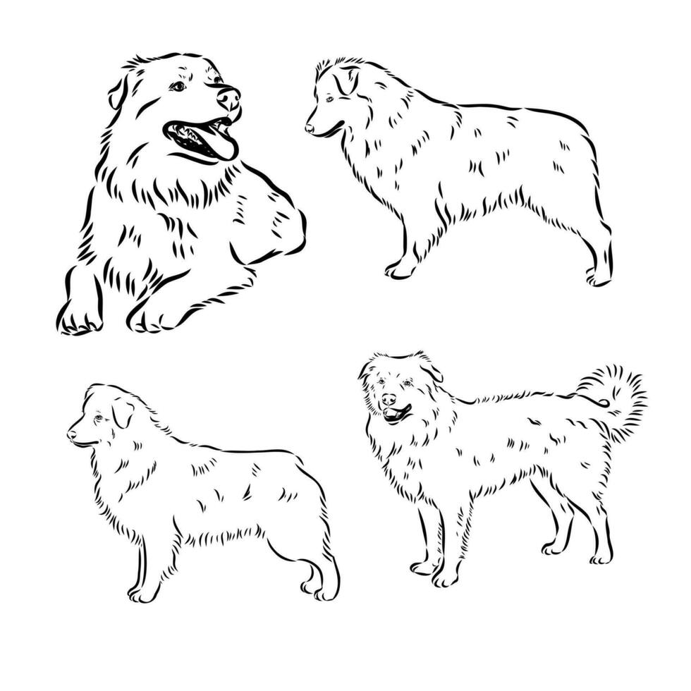 Australian Shepherd vector sketch