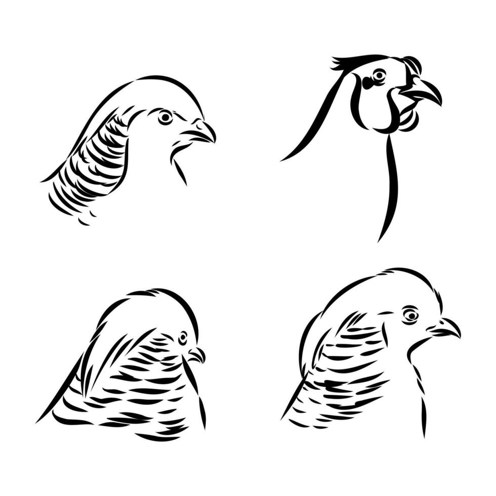 pheasant vector sketch