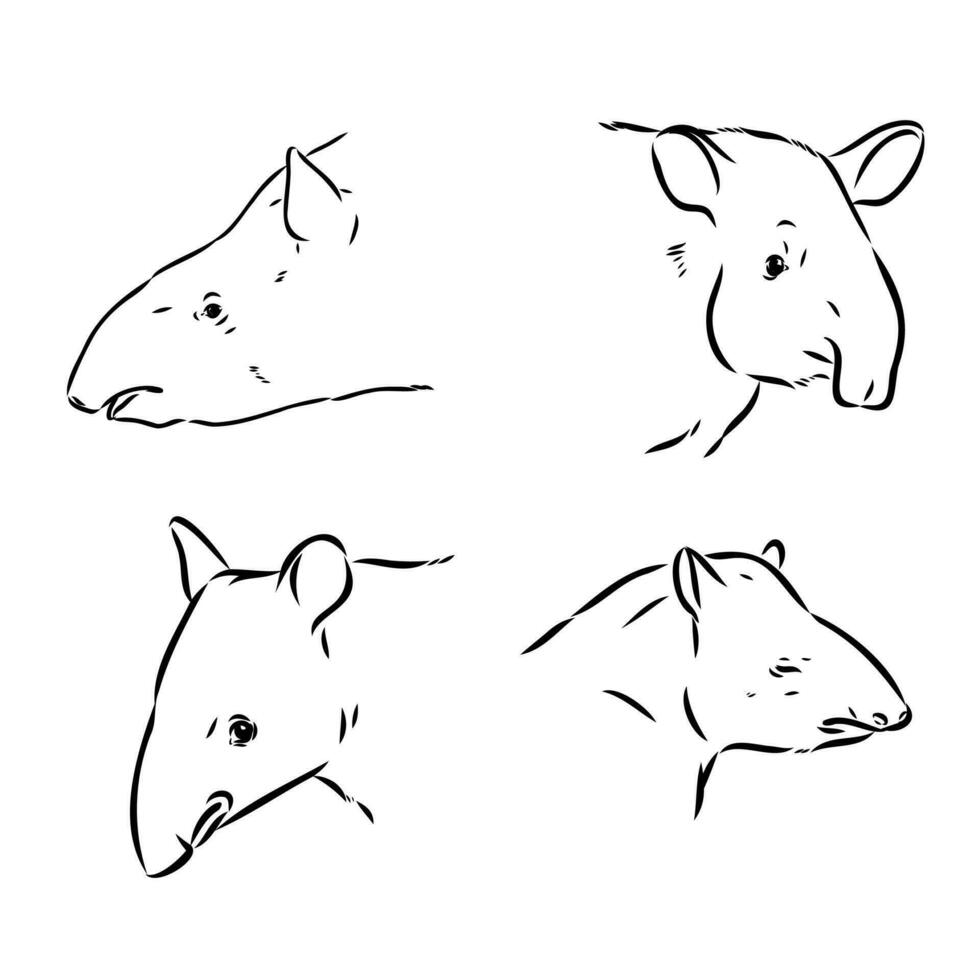 tapir vector sketch