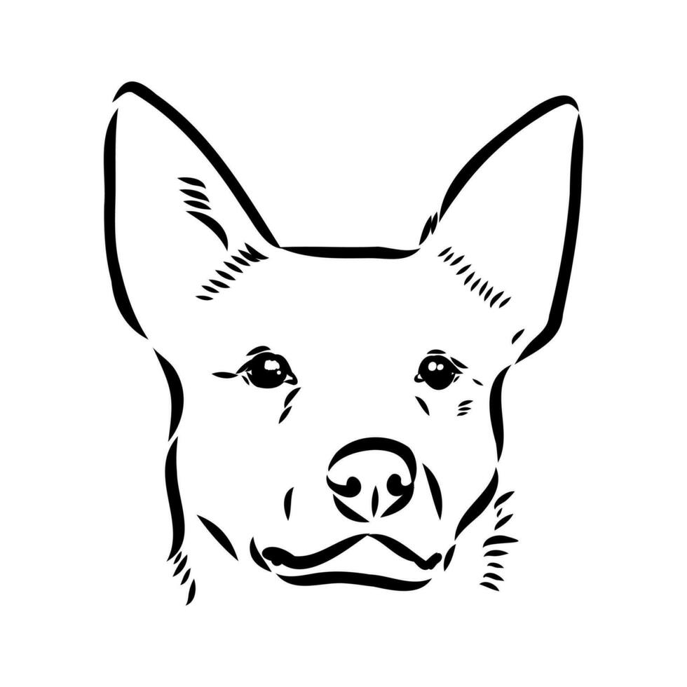 Australian cattle dog vector sketch