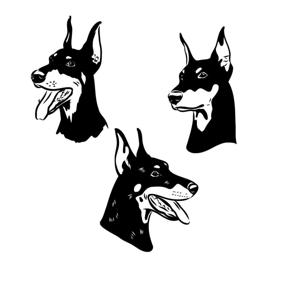 doberman dog vector sketch