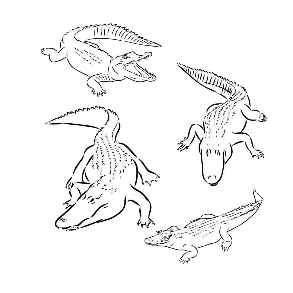 crocodile vector sketch