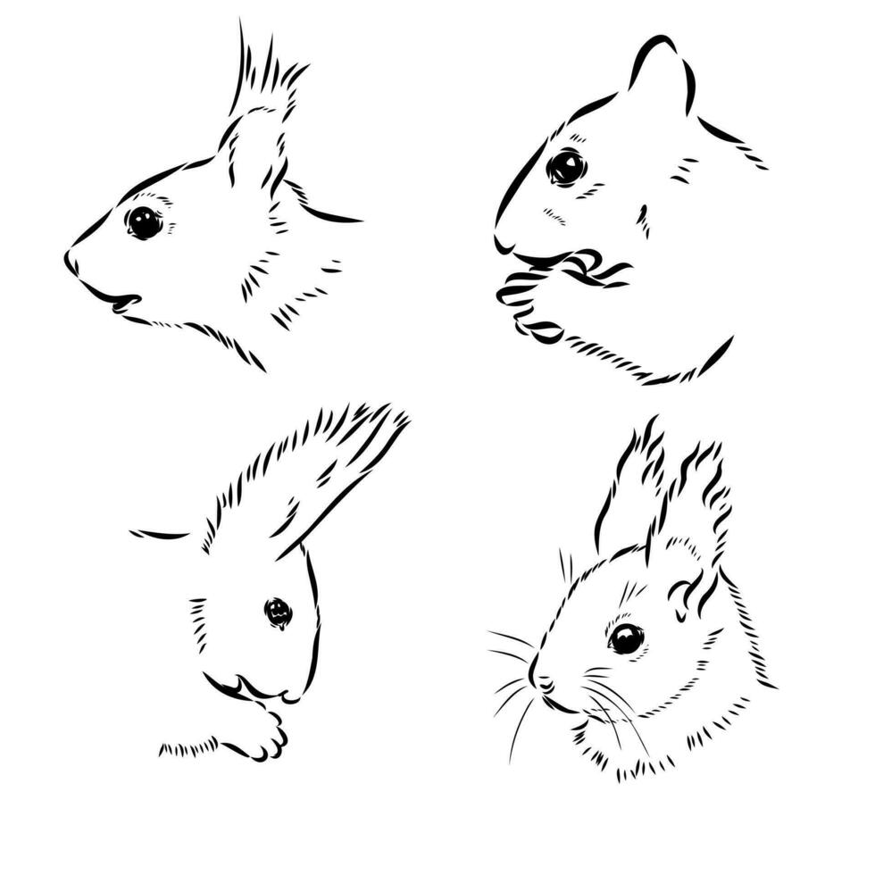 squirrel vector sketch