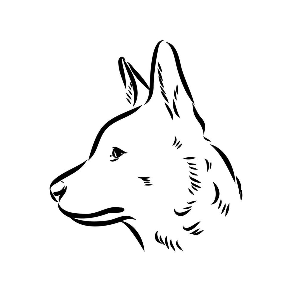 Australian cattle dog vector sketch