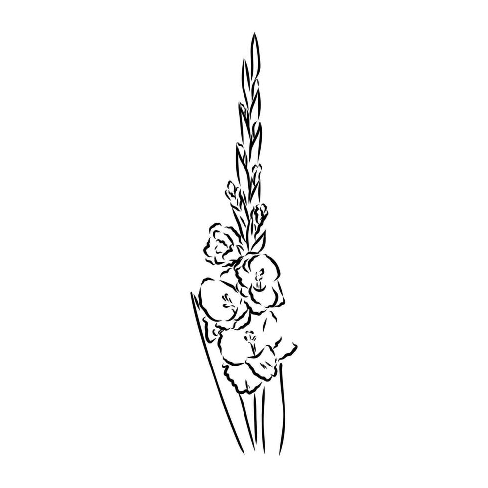 gladiolus flower vector sketch