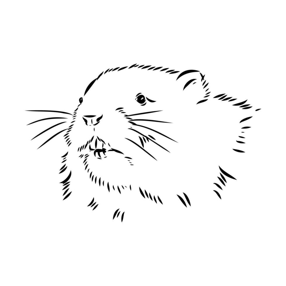 muskrat vector sketch