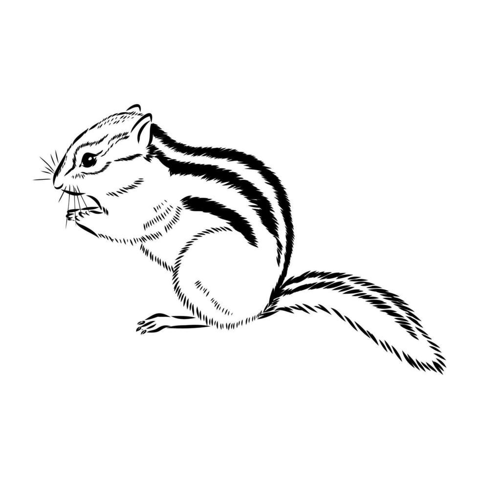 chipmunk vector sketch