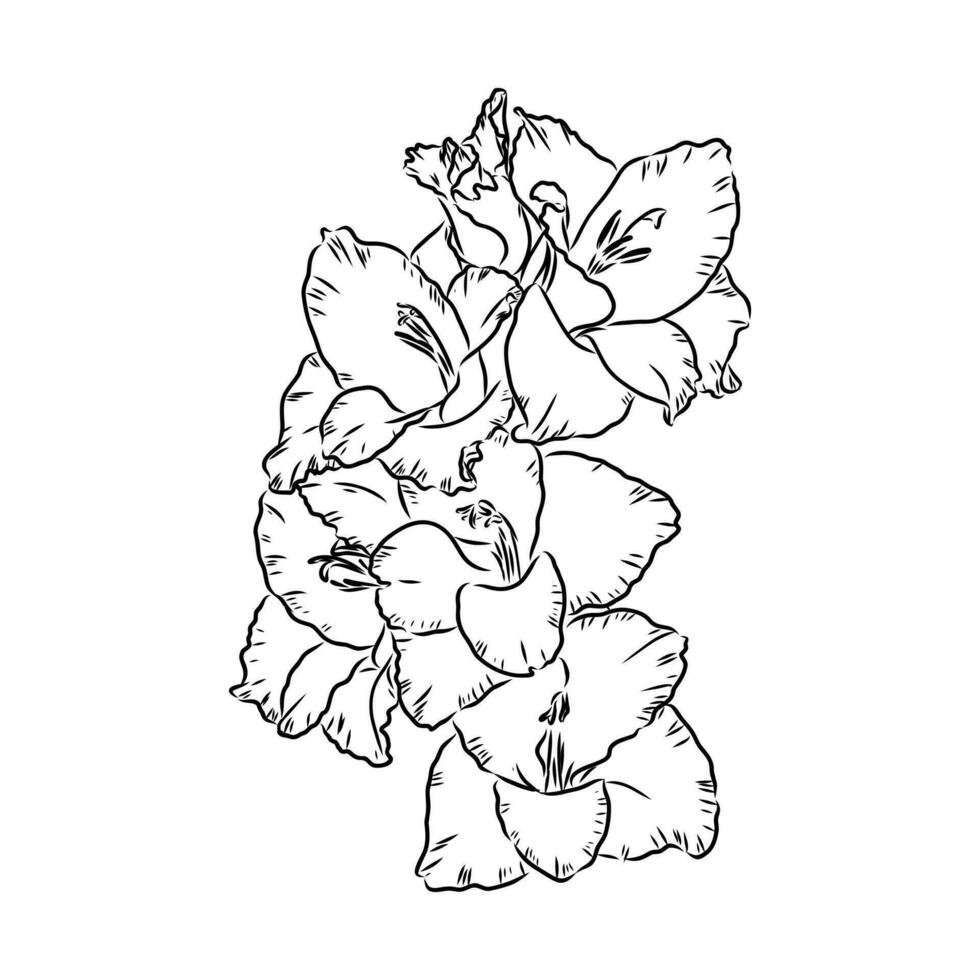 gladiolus flower vector sketch