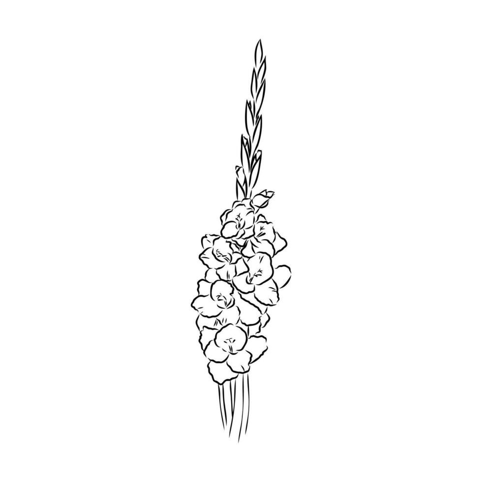 gladiolus flower vector sketch