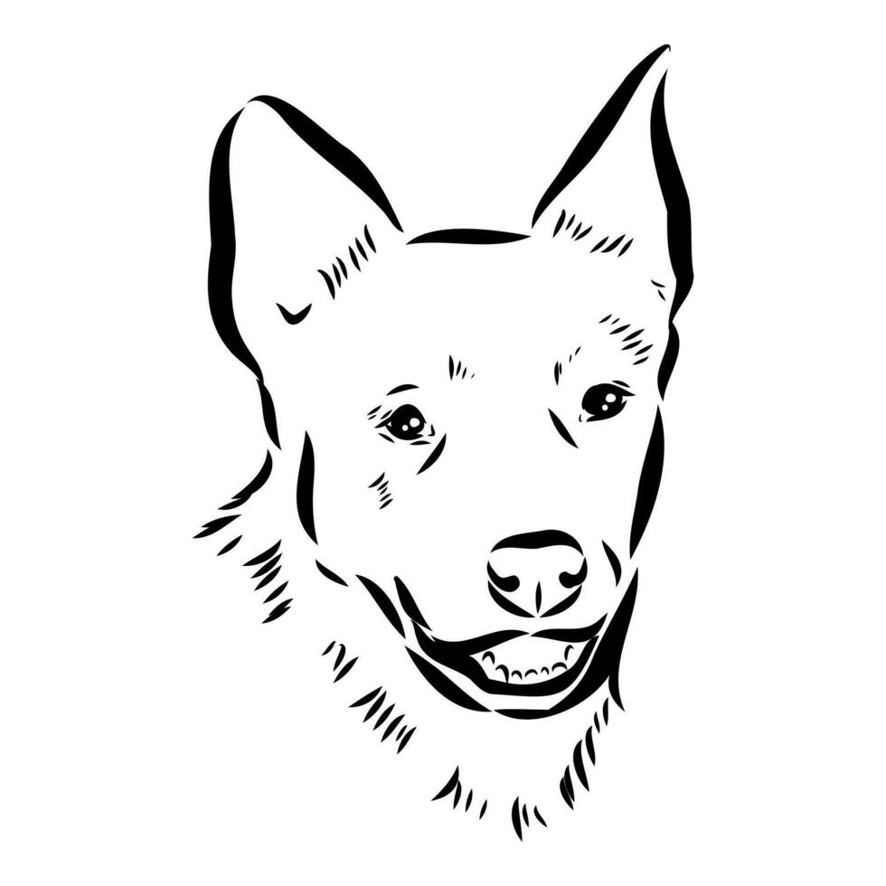 Australian cattle dog vector sketch