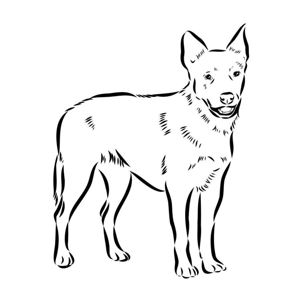 Australian cattle dog vector sketch