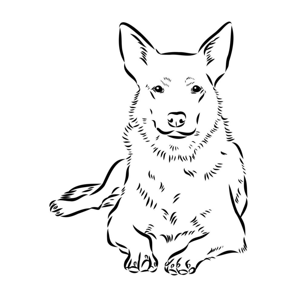 Australian cattle dog vector sketch