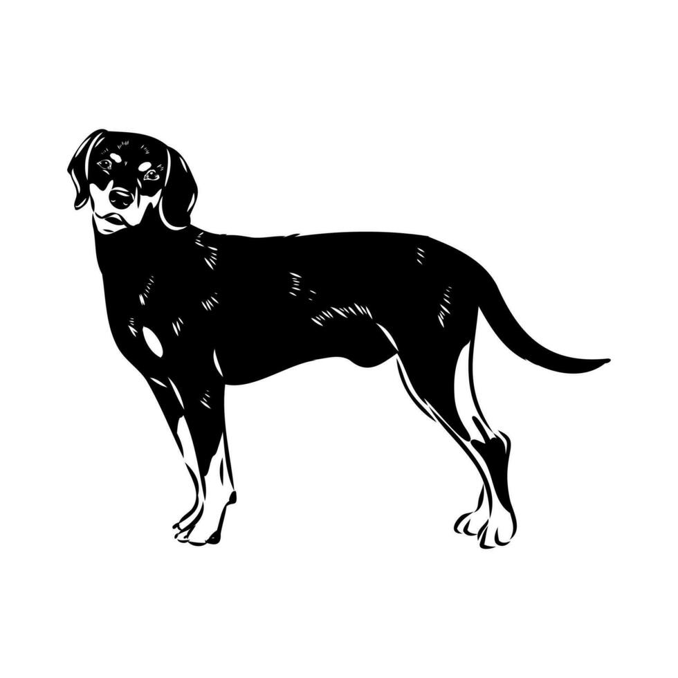 Austrian black and tan hound vector sketch