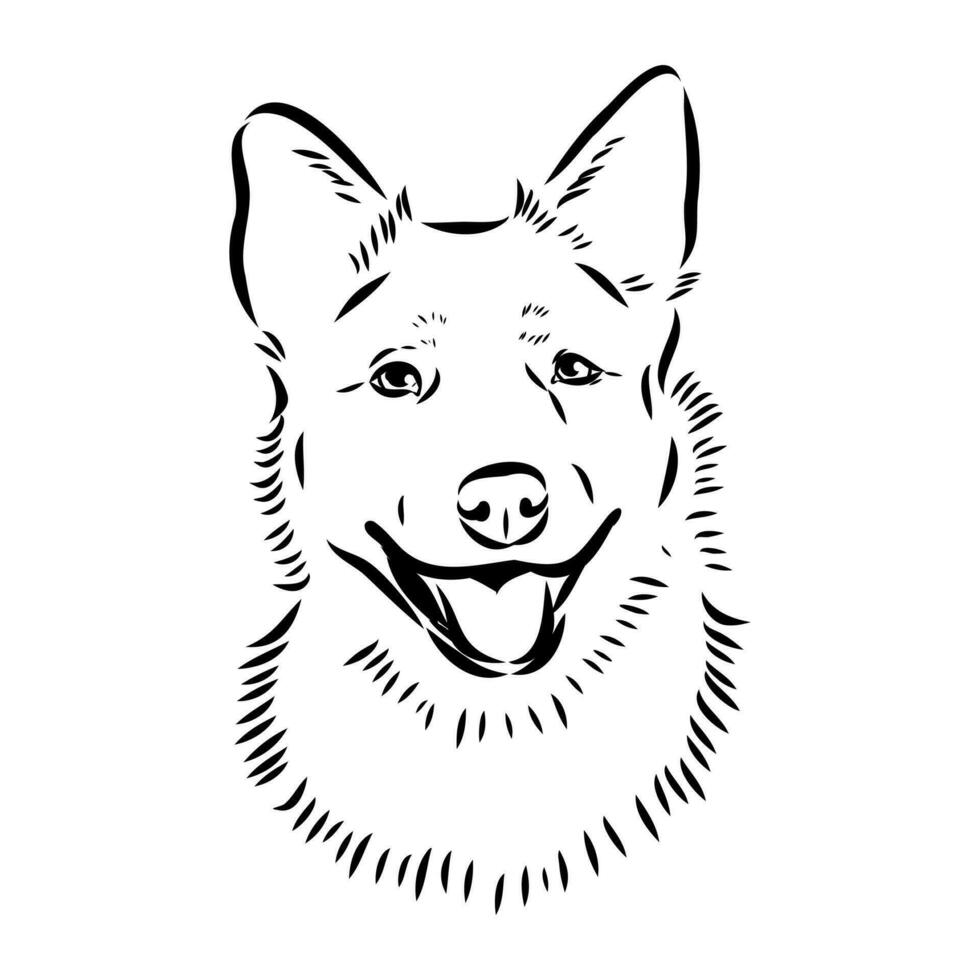 Australian cattle dog vector sketch