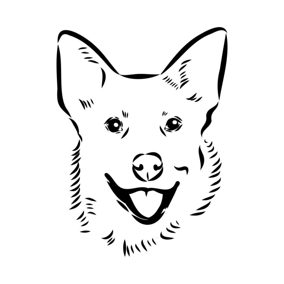 Australian cattle dog vector sketch