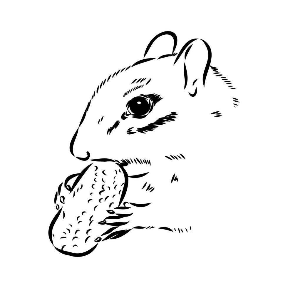 chipmunk vector sketch