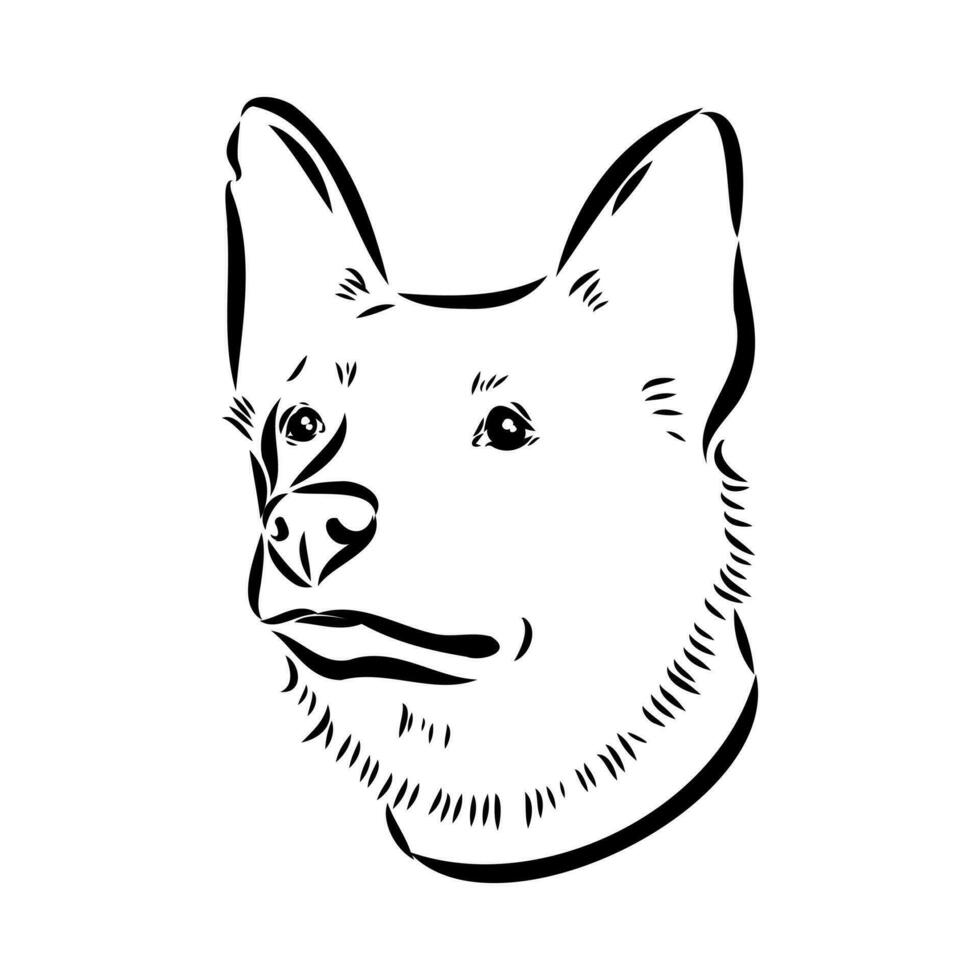 australian-cattle-dog-vector-sketch-36521722-vector-art-at-vecteezy