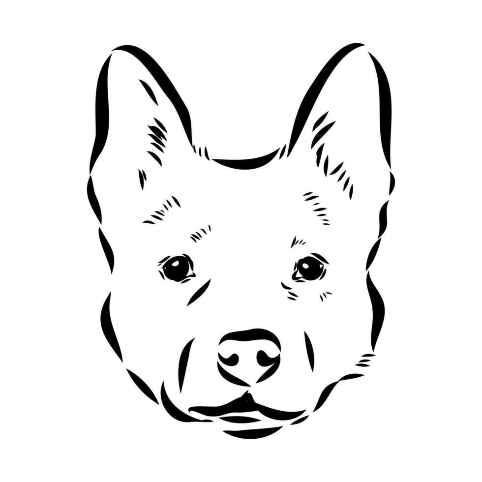 Australian cattle dog vector sketch