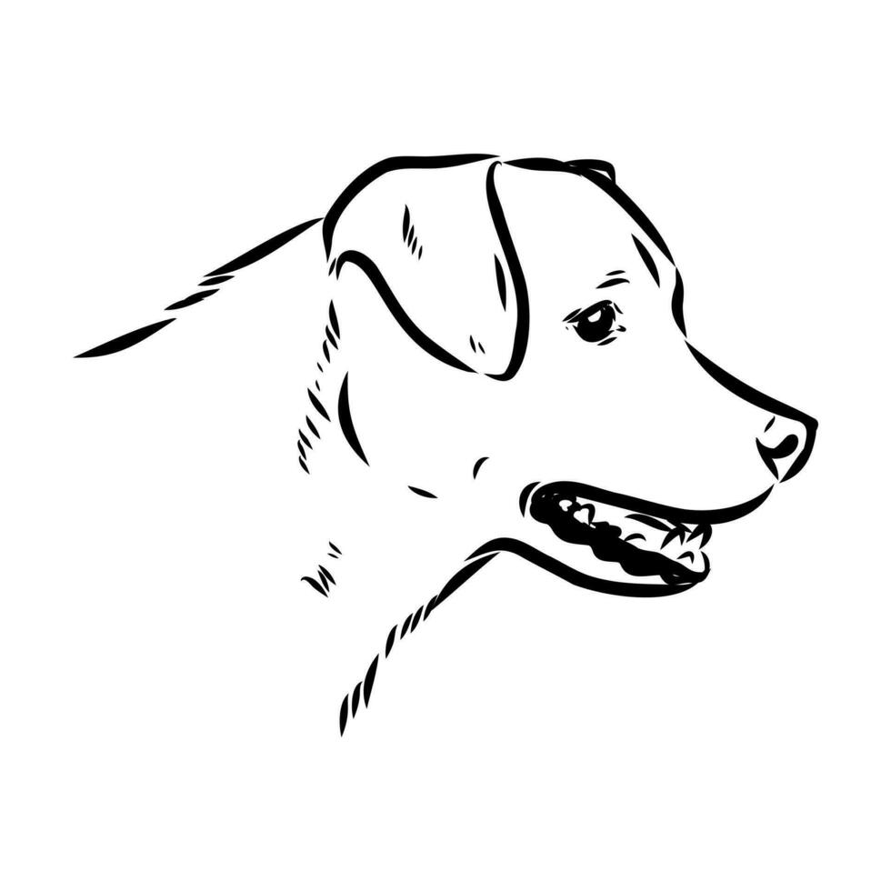 Austrian pinscher vector sketch
