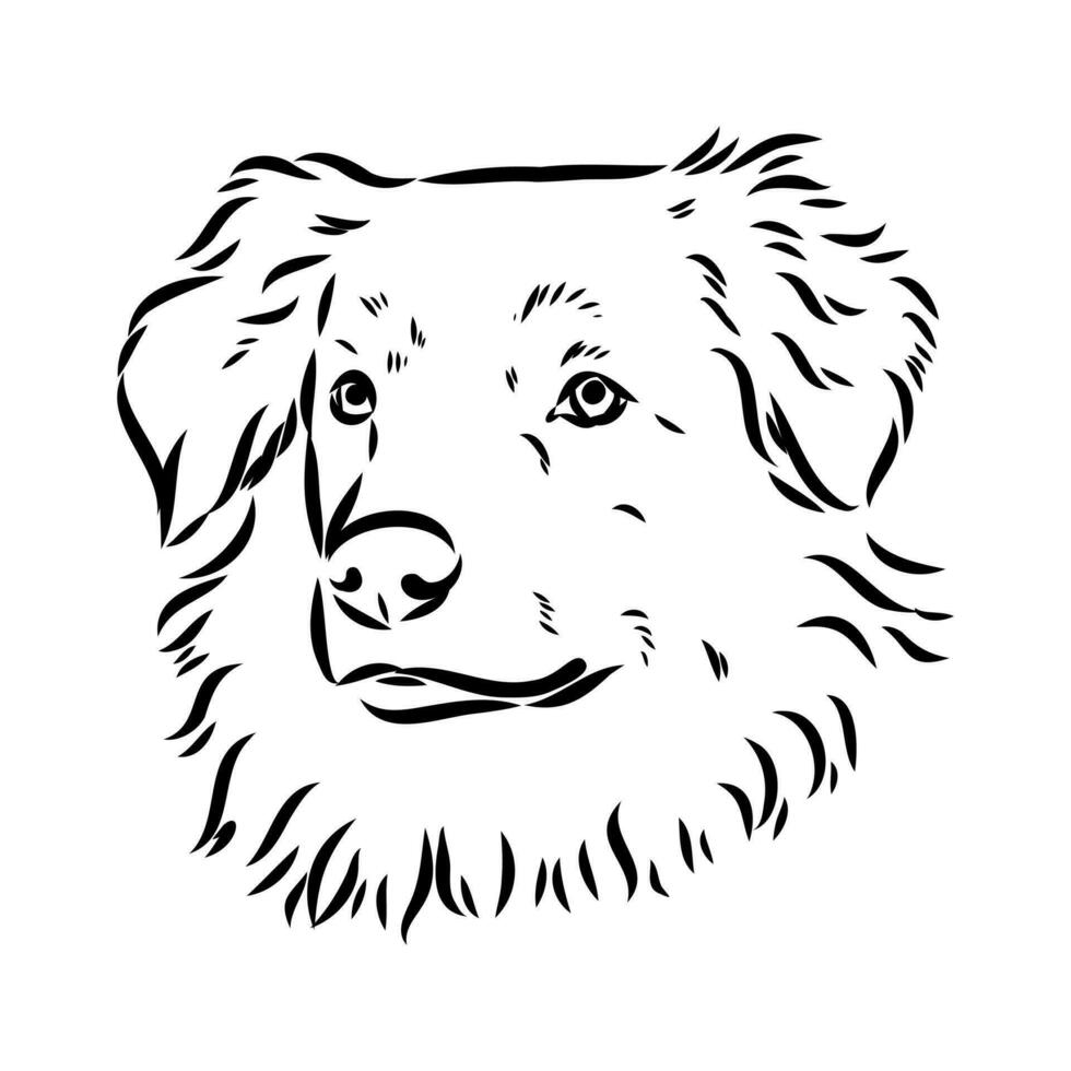 Australian shepherd dog vector sketch
