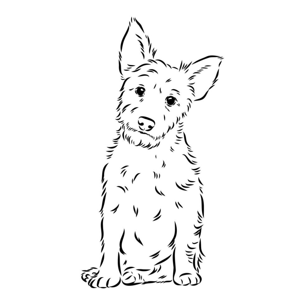 australiano terrier vector bosquejo