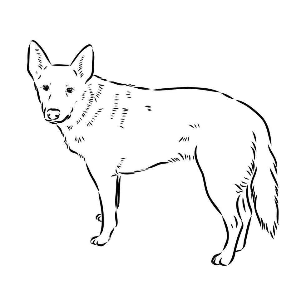 Australian cattle dog vector sketch