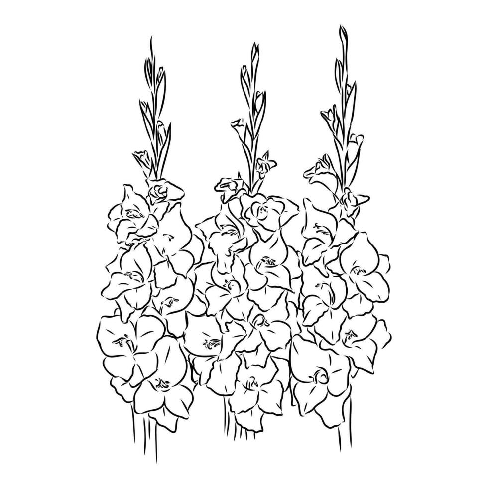 gladiolus flower vector sketch