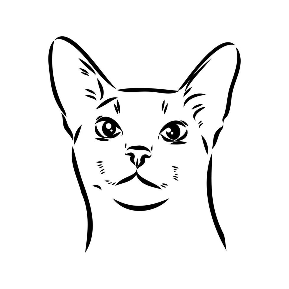 bosquejo del vector del gato