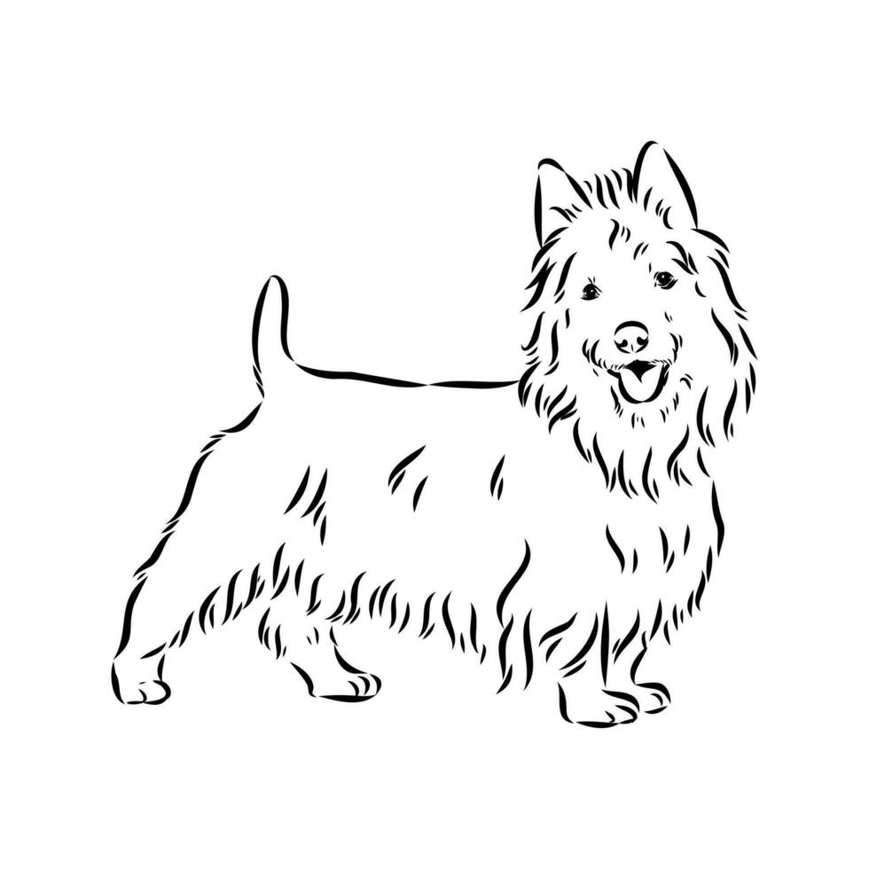 Australian terrier vector sketch