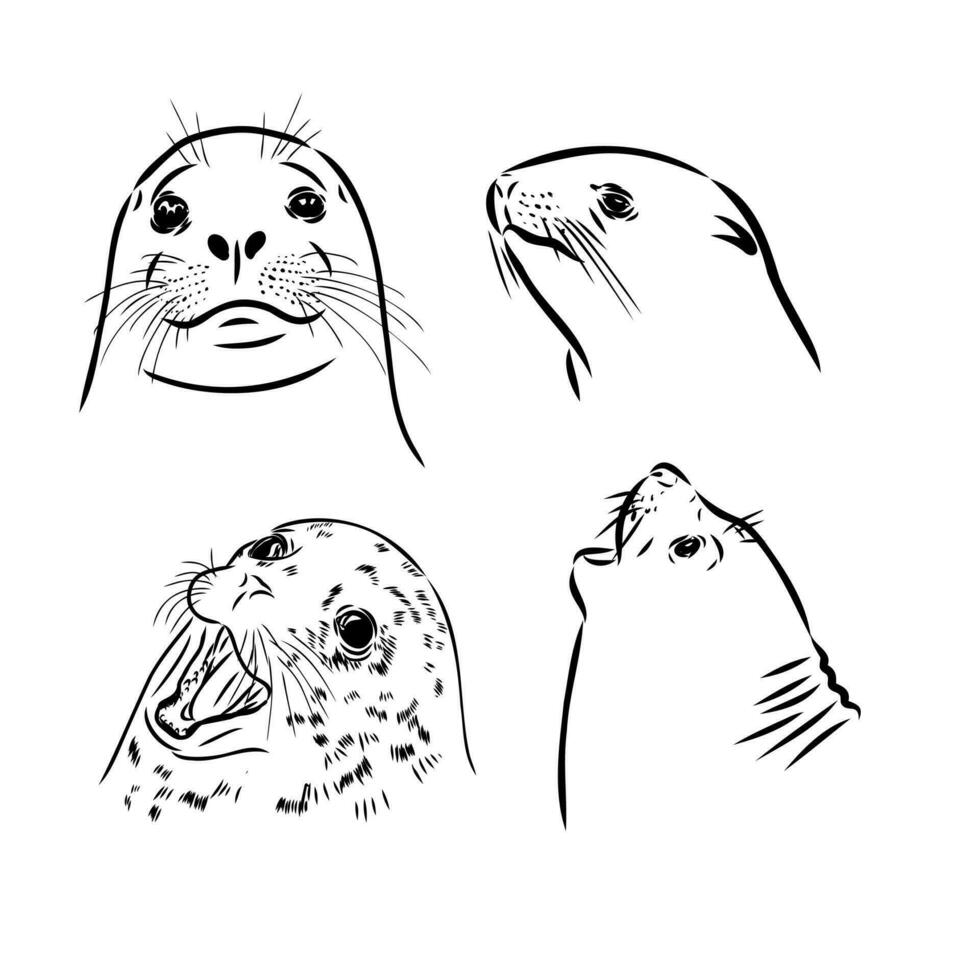 seal vector sketch