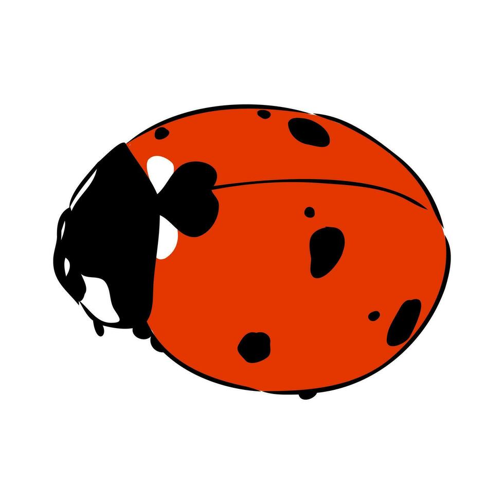 insect ladybug vector sketch