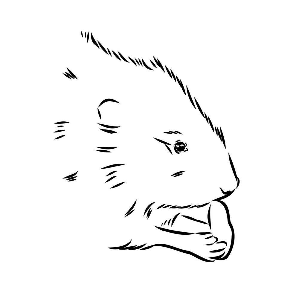 muskrat vector sketch