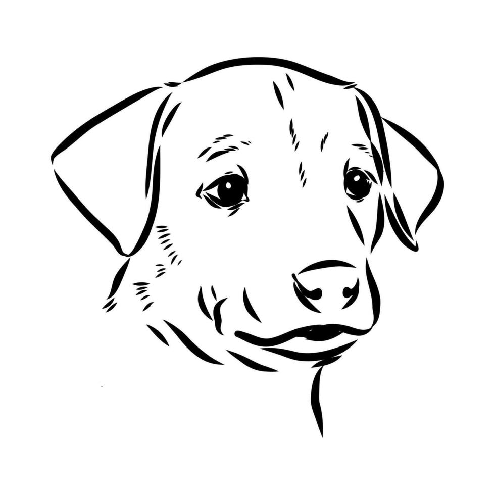 Austrian pinscher vector sketch