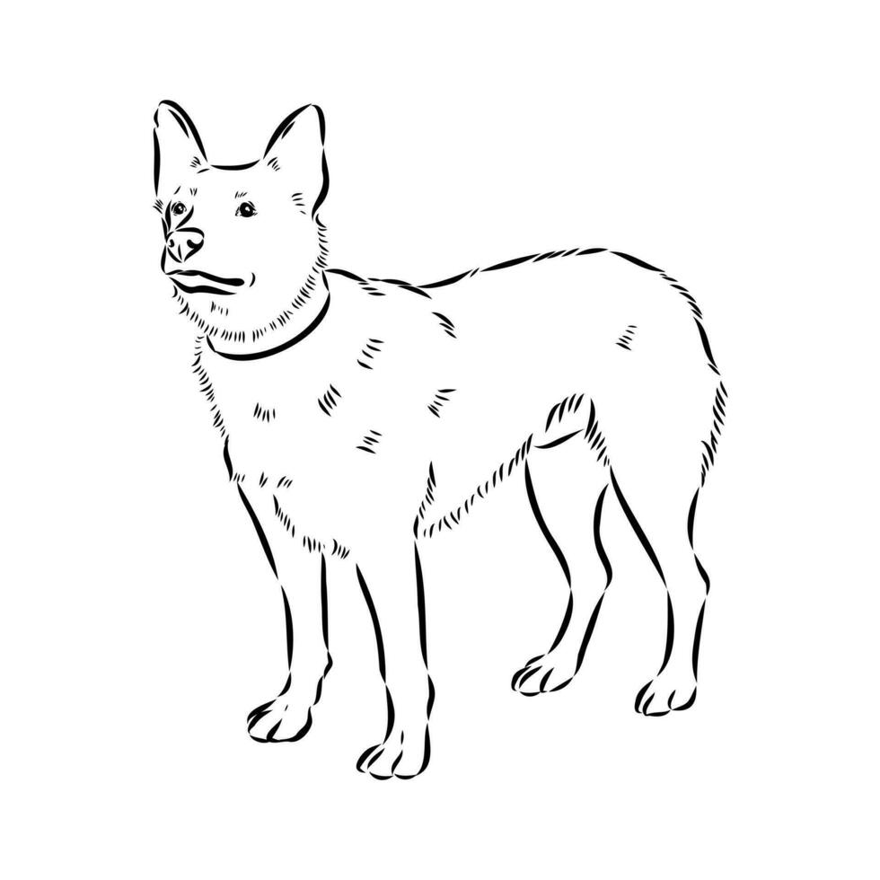 Australian cattle dog vector sketch