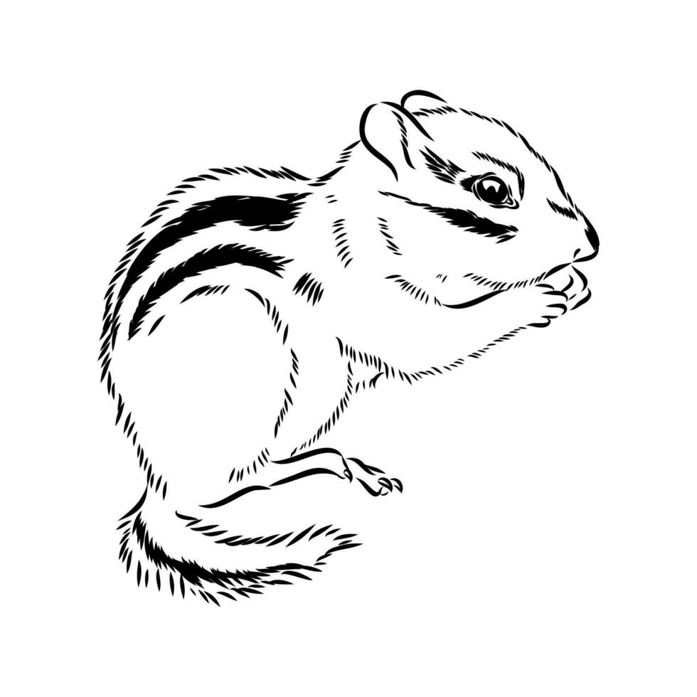 chipmunk vector sketch