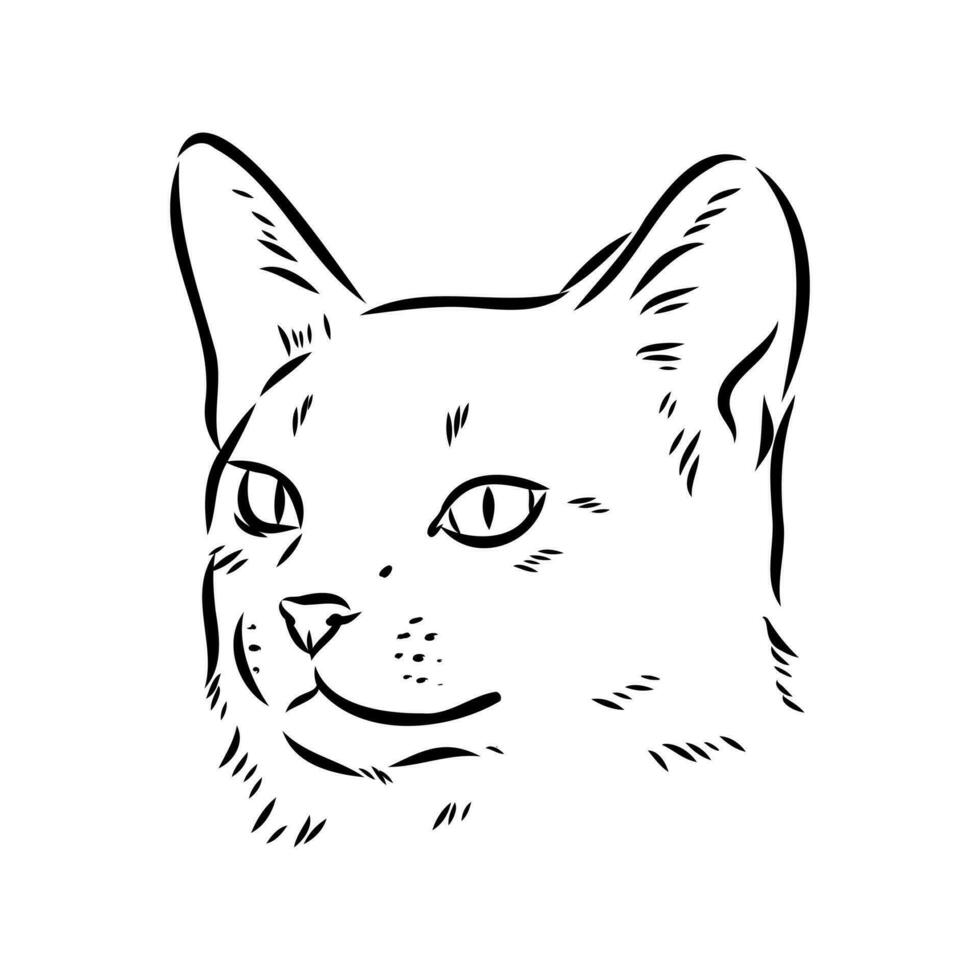 bosquejo del vector del gato