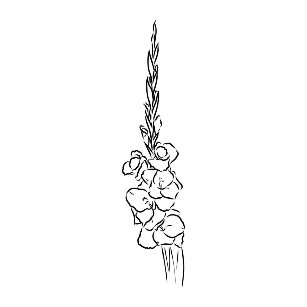 gladiolus flower vector sketch