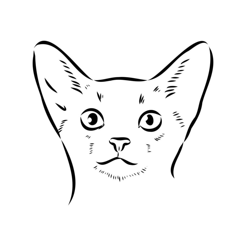 bosquejo del vector del gato