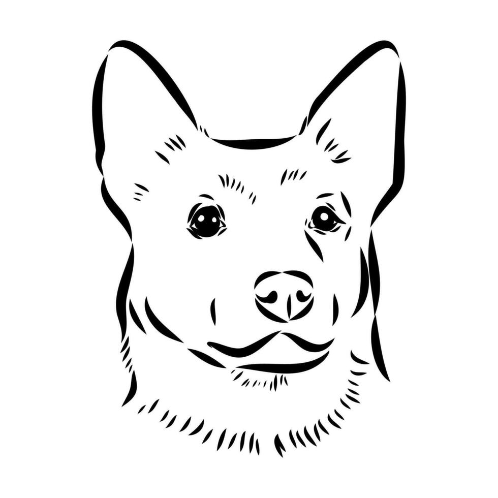australian-cattle-dog-vector-sketch-36522143-vector-art-at-vecteezy